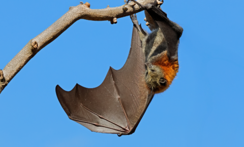 Virus Nipah, lo que sabemos actualmente
